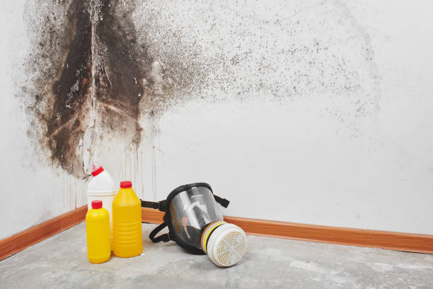 Best Emergency Mold Removal  in Canyon Day, AZ
