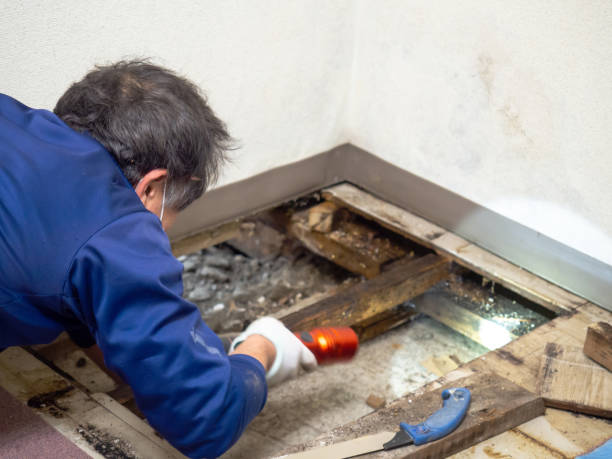 Best Residential Mold Removal  in Canyon Day, AZ