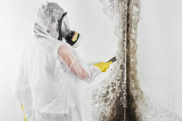 Best Mold Testing and Removal  in Canyon Day, AZ
