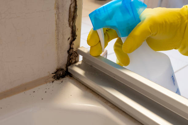 Best Mold Removal Specialists  in Canyon Day, AZ