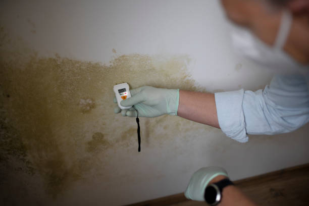 Best Toxic Mold Removal  in Canyon Day, AZ