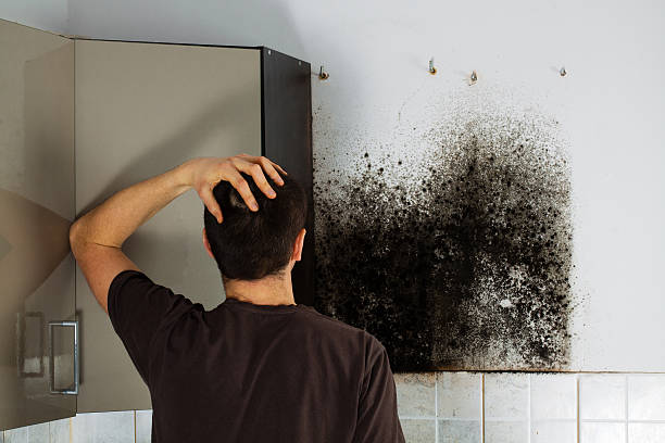Best Professional Mold Removal  in Canyon Day, AZ