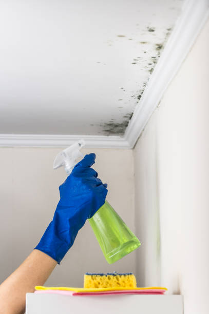 Best Mold Cleaning Services  in Canyon Day, AZ